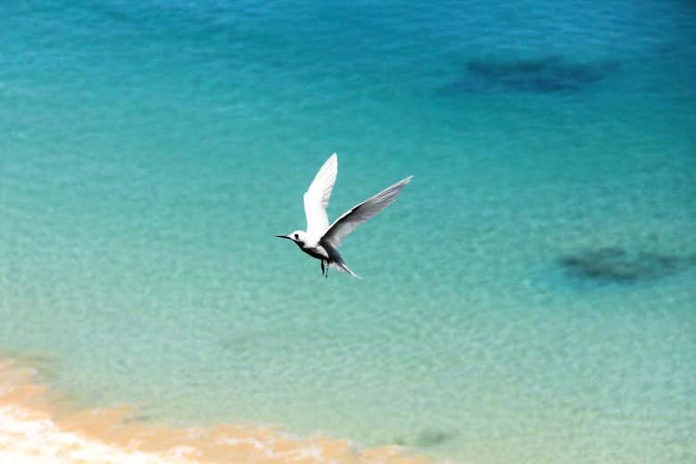 Trilha pelos Mirantes de Fernando de Noronha!