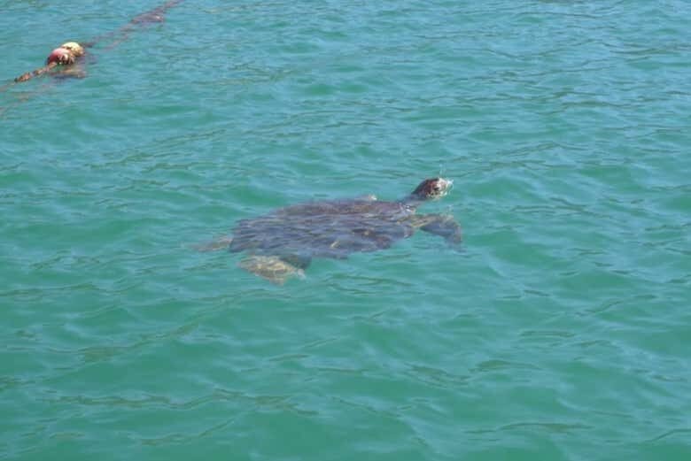 Explore as Praias Paradisíacas do Sul de Ubatuba em um Passeio de Lancha Inesquecível!