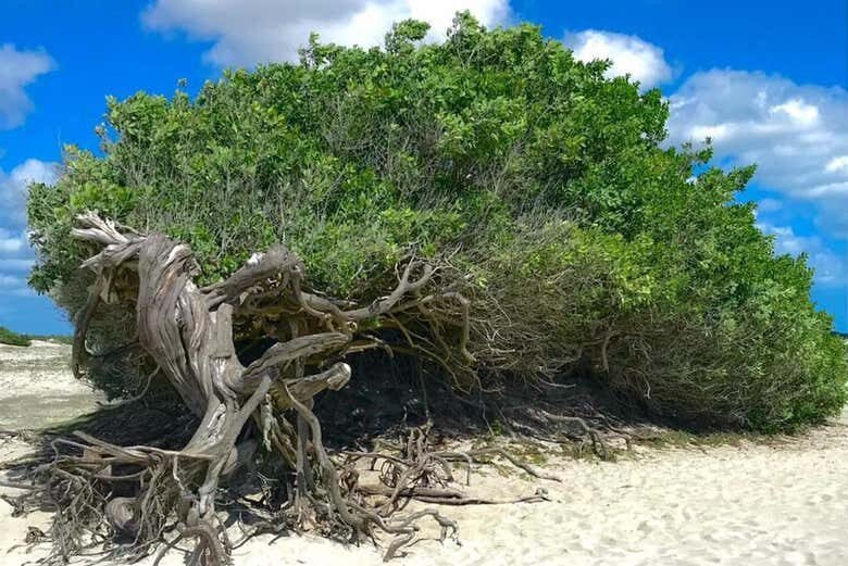 Aventura Radical de UTV em Jericoacoara: Litoral Leste ou Oeste!