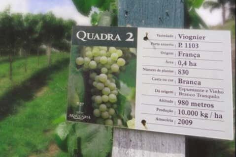 Tour Vinícola Araucária: Degustação e Encantos do Mundo do Vinho!