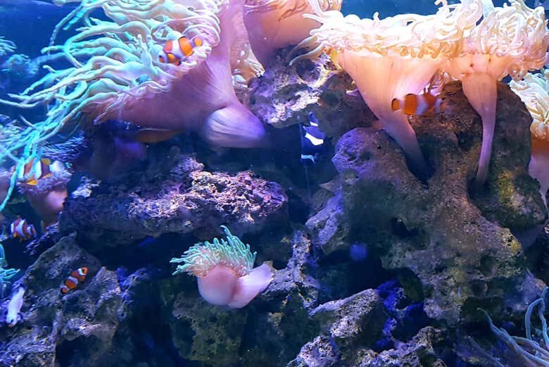 Aventura Subaquática: Vivencie o Aquário de São Paulo de Perto!