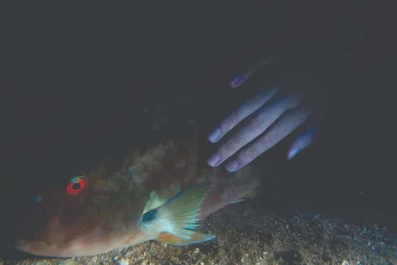 Mergulho Noturno em Ilhabela: Uma Aventura Subaquática Inesquecível!