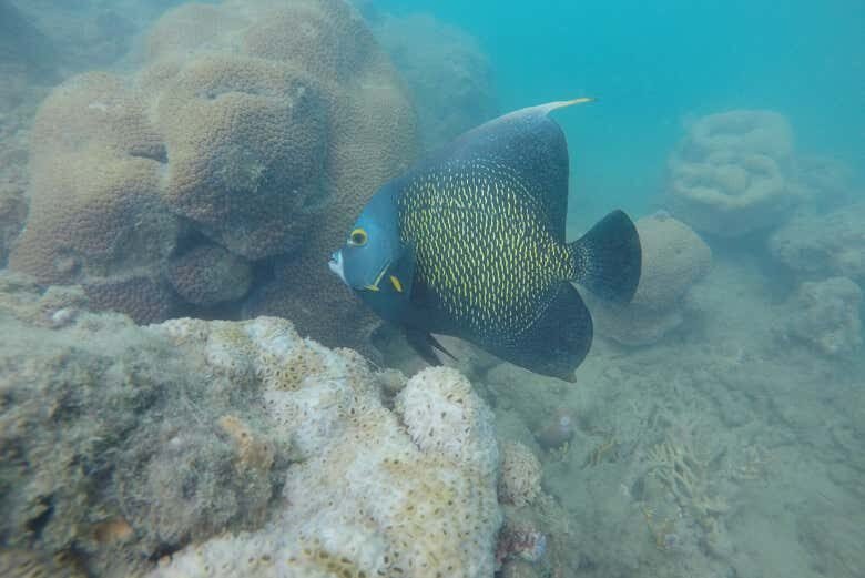 Explore o Paraíso Subaquático no Parque Marinho do Recife de Fora!