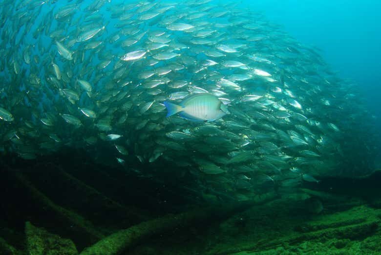 Mergulho Inesquecível em Fernando de Noronha: Explore o Naufrágio do Porto!