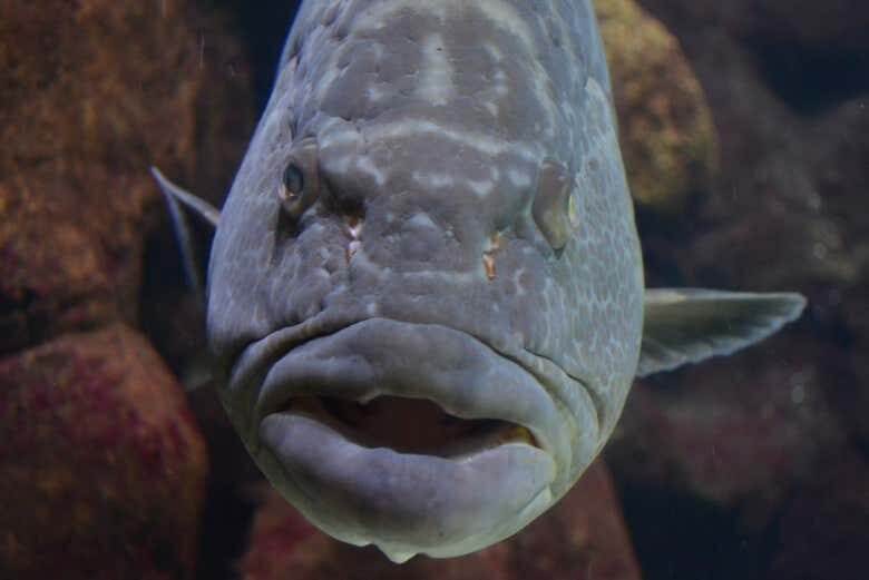 Aventura Subaquática: Vivencie o Aquário de São Paulo de Perto!