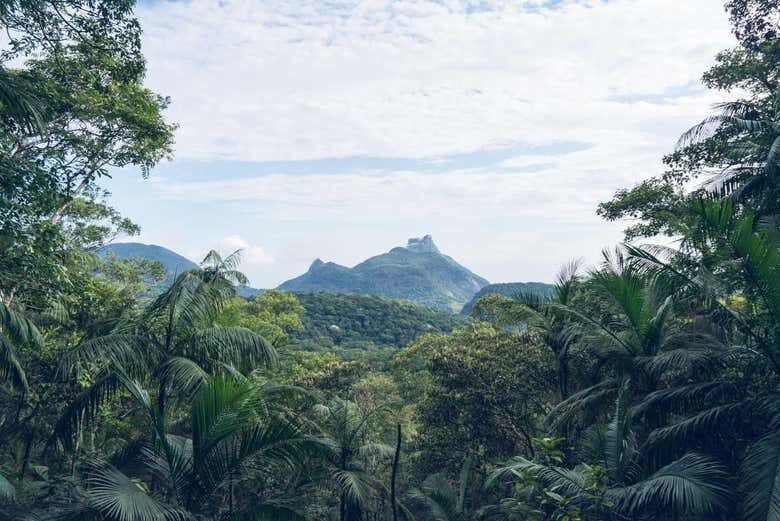 Trilha pelo Pico da Tijuca: Descubra a Natureza Exuberante do Rio de Janeiro!