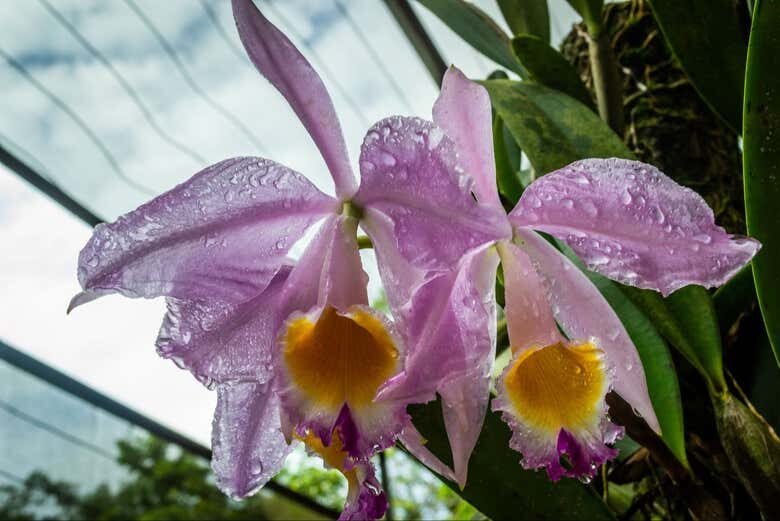 Explore a Floresta Amazônica e Descubra a Natureza Selvagem no Museu da Amazônia!