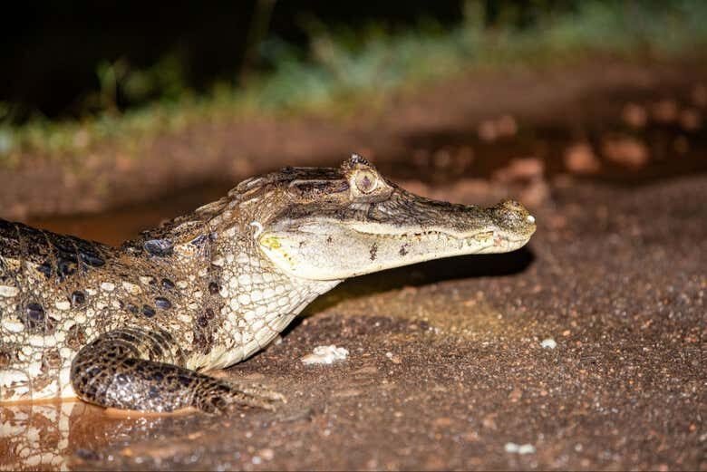 Avistamento Noturno de Jacarés no Rio Negro: Explore a Amazônia à Noite!