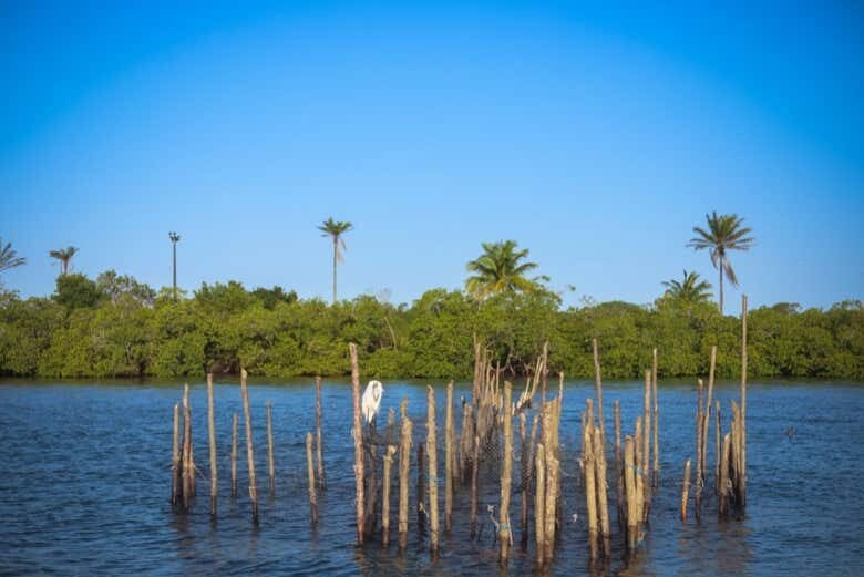 Explore as Belezas Naturais de Itacaré: Passeio de Barco pelo Rio de Contas!