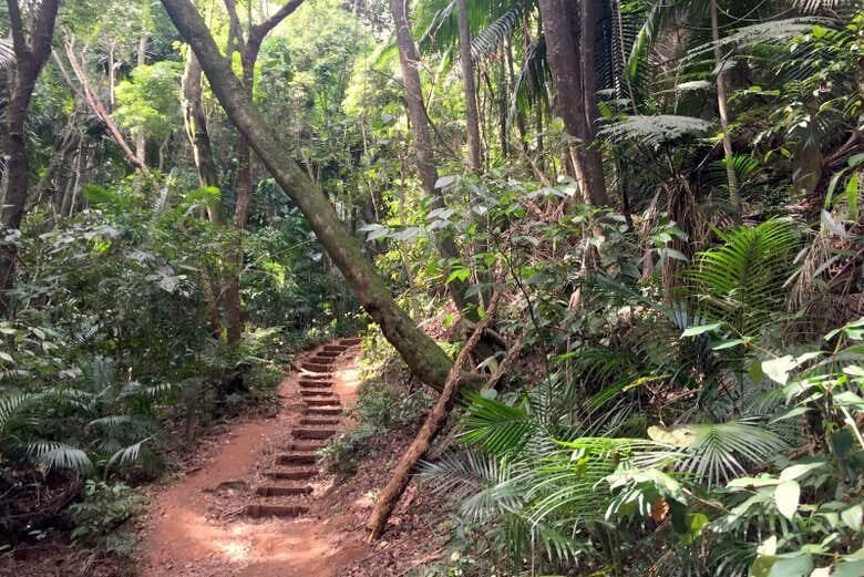 Trilha Privada pelo Parque Estadual do Jaraguá: Descubra a Selva Tropical em São Paulo!