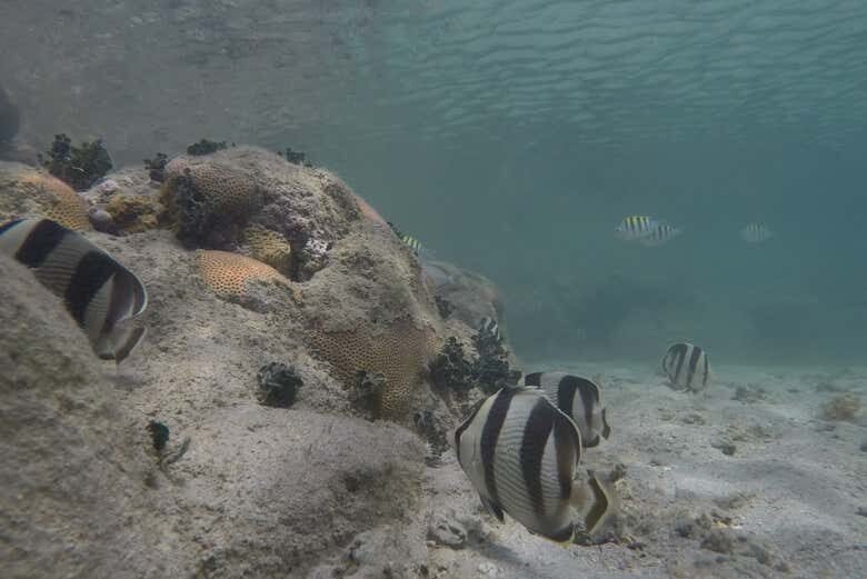 Explore o Paraíso Subaquático no Parque Marinho do Recife de Fora!