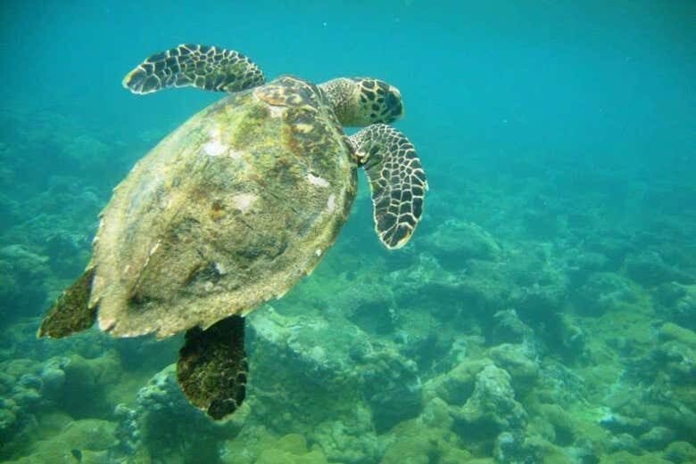 Descubra o Paraíso: Excursão ao Parque Nacional Marinho de Abrolhos!