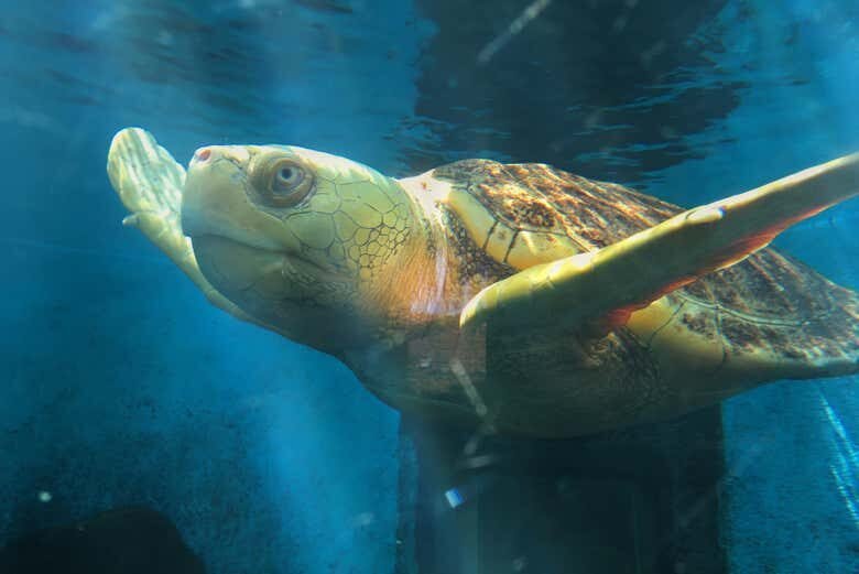 Aventura Subaquática: Vivencie o Aquário de São Paulo de Perto!