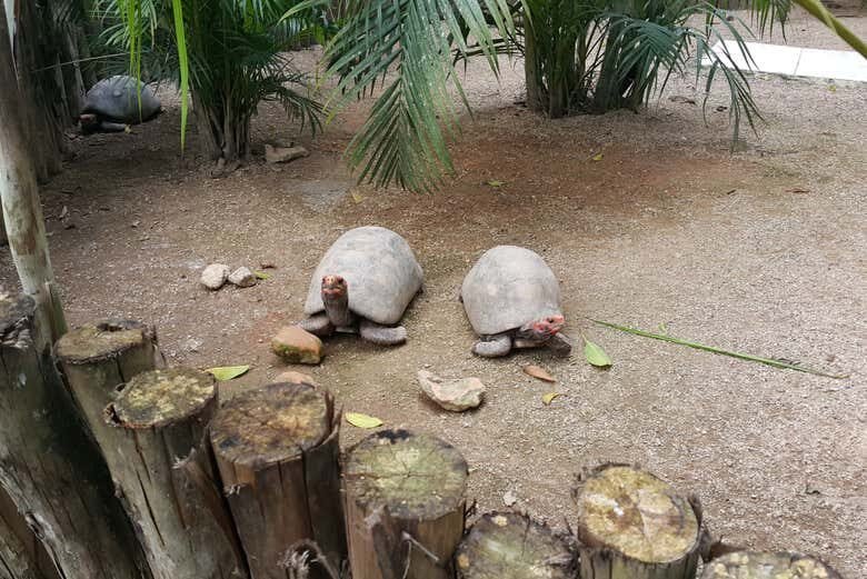Excursão a Pomerode: A Alemanha no Brasil em um só dia!