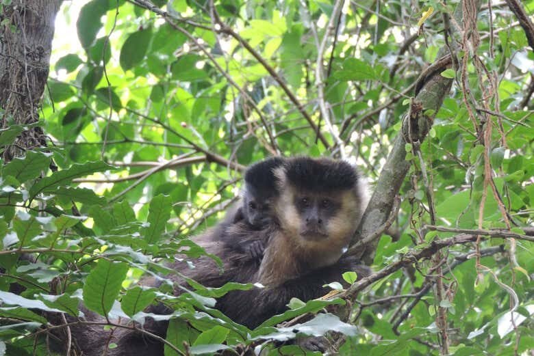 Trilha e Barco na Costa da Lagoa: Natureza e Cultura em Florianópolis!