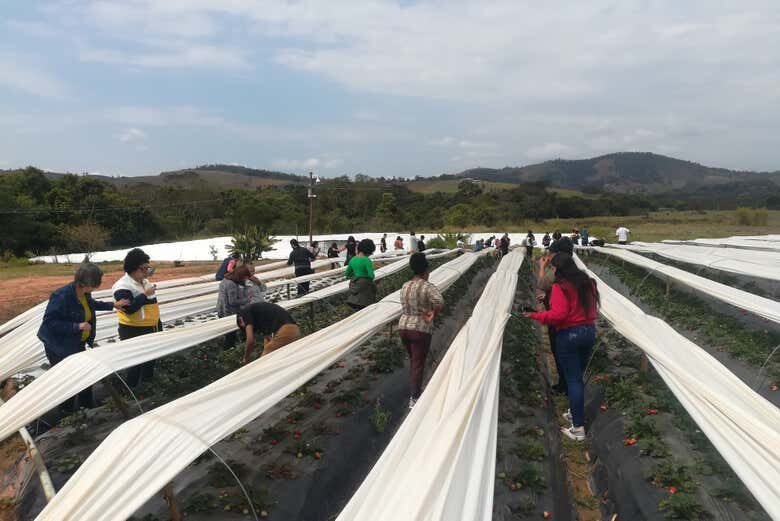 Tour do Morango em Atibaia: Colha e Deguste!