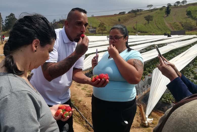 Tour do Morango em Atibaia: Colha e Deguste!