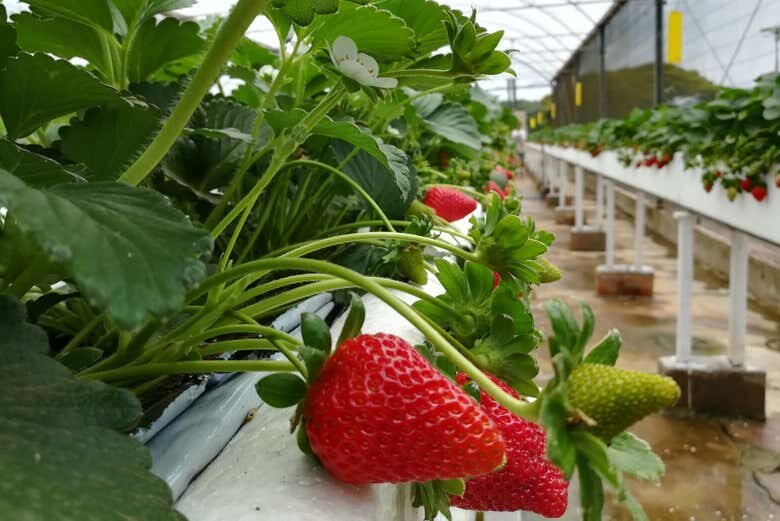 Tour do Morango em Atibaia: Colha e Deguste!