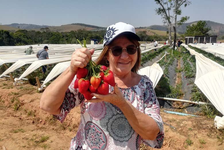 Tour do Morango em Atibaia: Colha e Deguste!