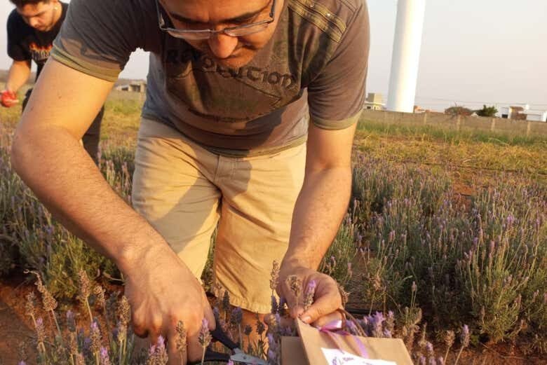 Exploração Privada de Holambra: Descubra a Cidade das Flores com Exclusividade!