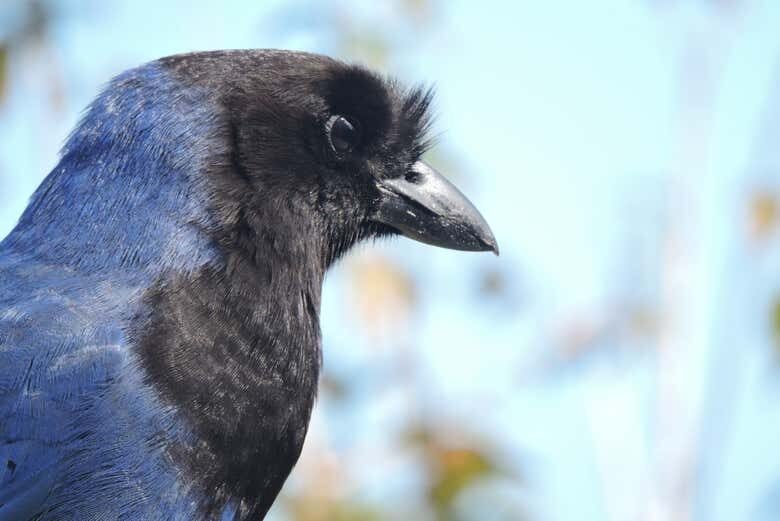 Trilha Armação – Pântano do Sul!