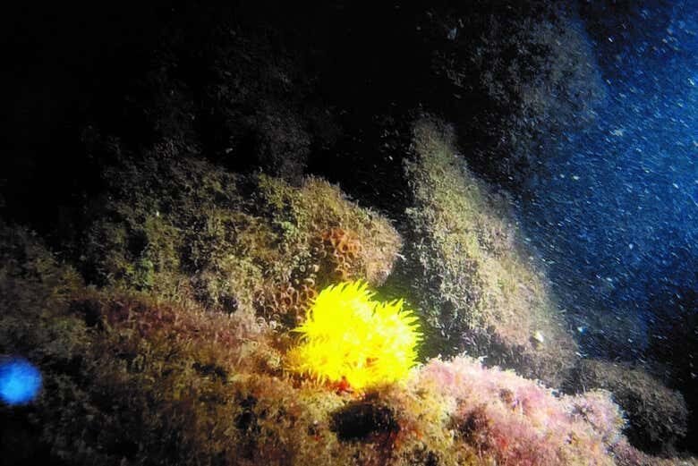 Mergulho Noturno em Ilhabela: Uma Aventura Subaquática Inesquecível!