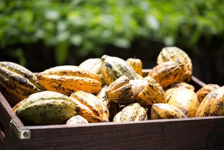 Experiência Imersiva na Famosa Fazenda de Cacau Vila Rosa na Bahia!