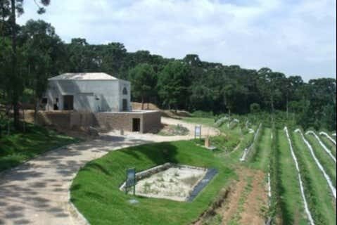 Tour Vinícola Araucária: Degustação e Encantos do Mundo do Vinho!