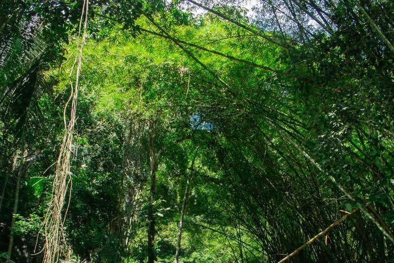 Excursão Privada ao Santuário Ecológico Santa Tereza: Conexão com a Natureza!