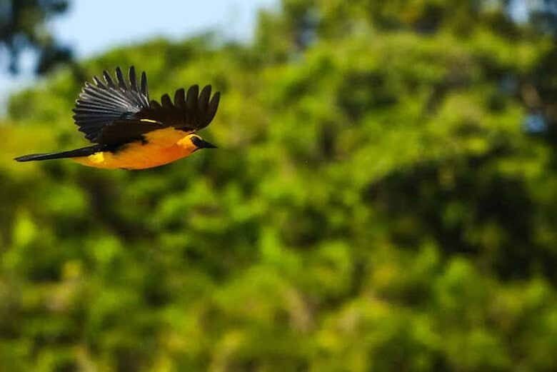 Canal do Jari: Navegação pela Amazônia entre Lagos, Ilhas e Vitórias-Régias!