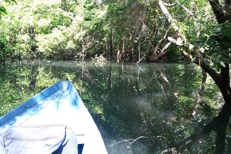 Amazônia Viva: Tour pela Enseada do Amorim e Igapós Amazônicos!
