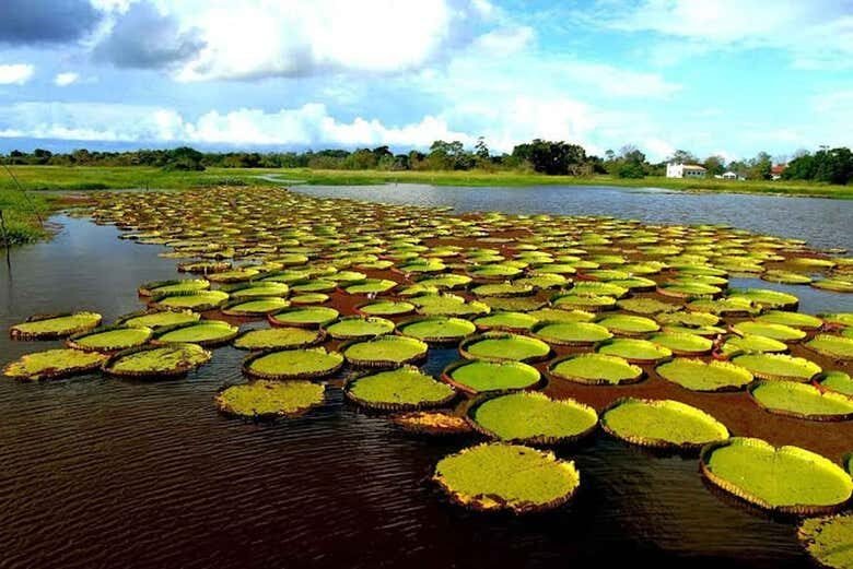 Canal do Jari: Navegação pela Amazônia entre Lagos, Ilhas e Vitórias-Régias!