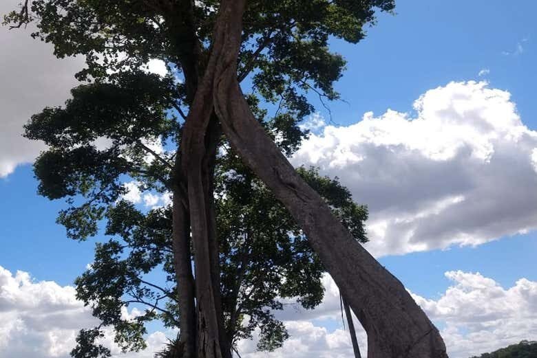 Exploração na Natureza de Alagoas: Excursão a Chã Preta e Serra Lisa!