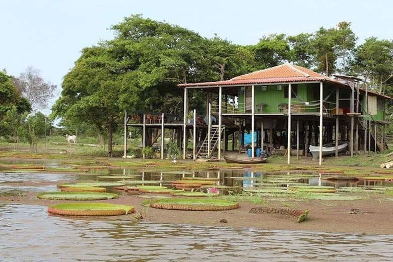 Canal do Jari: Navegação pela Amazônia entre Lagos, Ilhas e Vitórias-Régias!