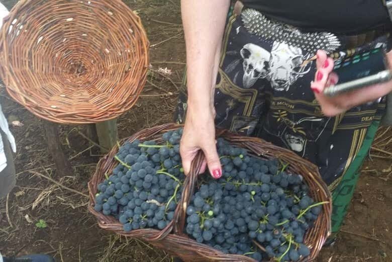 Experiência Única em uma Vindima em Flores da Cunha!