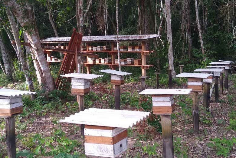 Vivência Ribeirinha no Tapajós: 1 ou 2 dias de cultura e natureza amazônica!