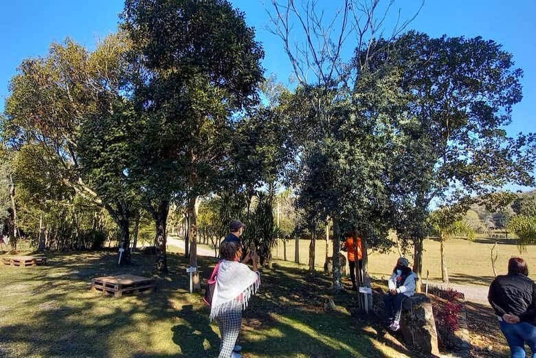 Excursão Vinhos & Pôr do Sol em Faria Lemos – Descubra o legado italiano de Bento Gonçalves!