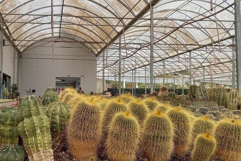 Tour dos Cactos, Abelhas e Conventos: um dia de descobertas incríveis saindo de Caxias do Sul!