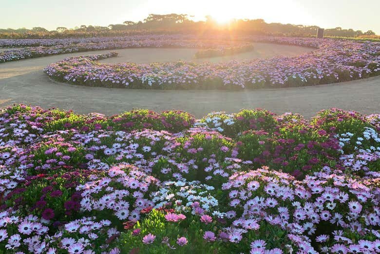 Encante-se com o MÁTRIA Parque de Flores em São Francisco de Paula!