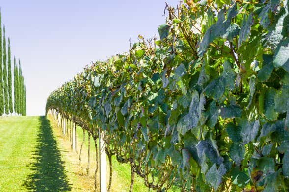 Tour Enogastronômico em Pinto Bandeira: Vinhos, História e Paisagens Incríveis!