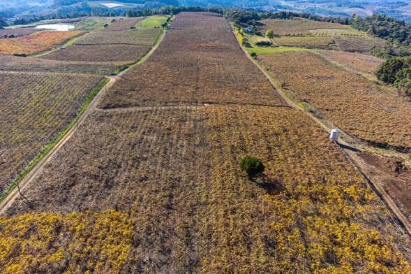 Experiência Única em uma Vindima em Flores da Cunha!