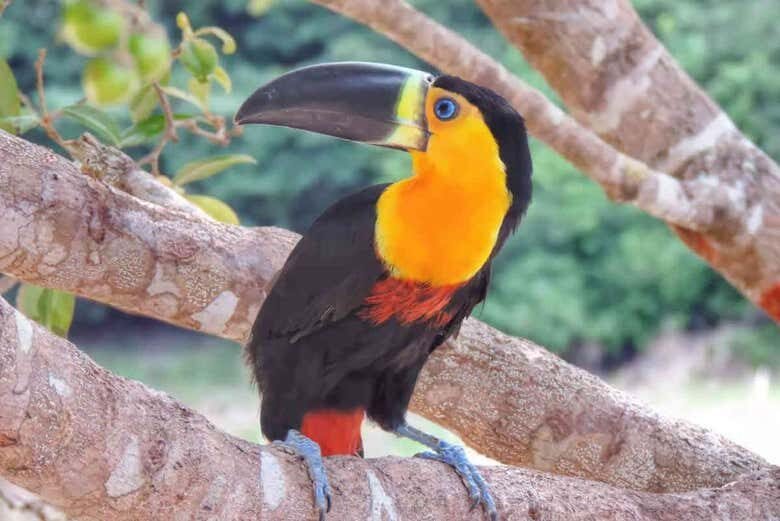 Expedição Amazônica pelo Rio Arapiuns: 5 Dias de Imersão na Natureza!