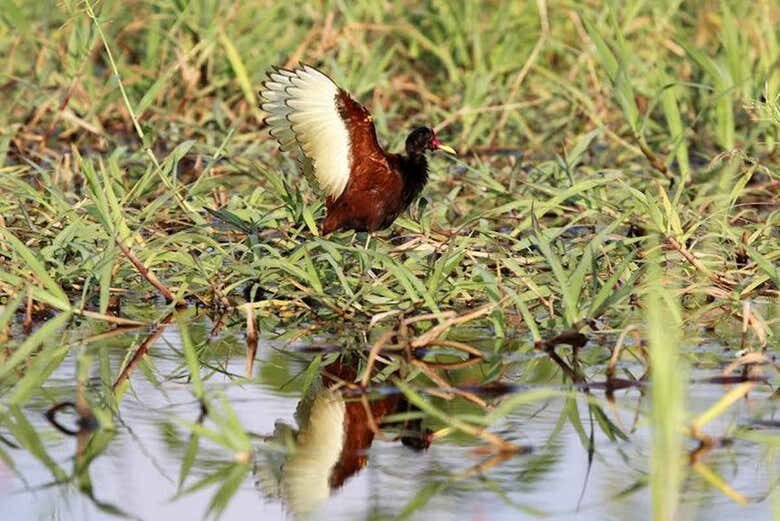 Canal do Jari: Navegação pela Amazônia entre Lagos, Ilhas e Vitórias-Régias!