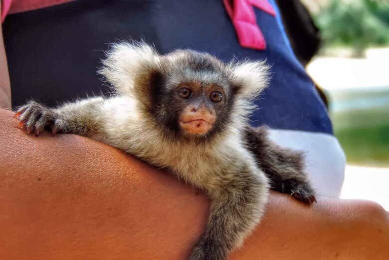 Expedição Amazônica pelo Rio Arapiuns: 5 Dias de Imersão na Natureza!