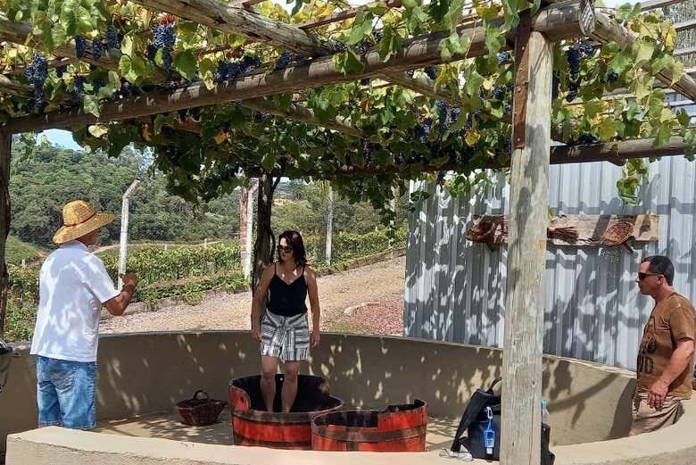 Experiência Única em uma Vindima em Flores da Cunha!