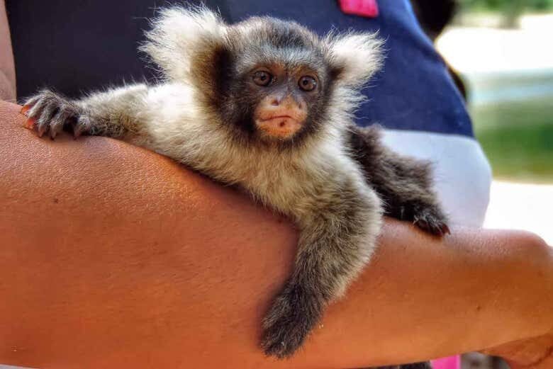 Vivência Ribeirinha no Arapiuns: 1 ou 2 dias imerso na Amazônia!