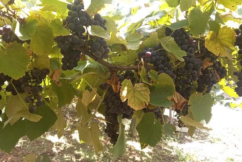 Tour Enogastronômico em Pinto Bandeira: Vinhos, História e Paisagens Incríveis!