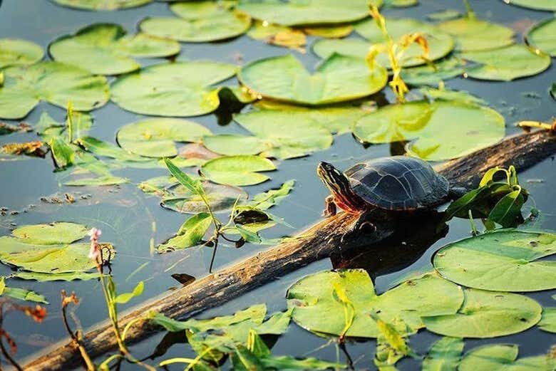 Canal do Jari: Navegação pela Amazônia entre Lagos, Ilhas e Vitórias-Régias!