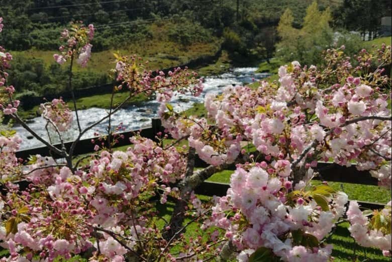 Excursão à Serra do Rio do Rastro: Paisagens Incríveis e Natureza Exuberante!