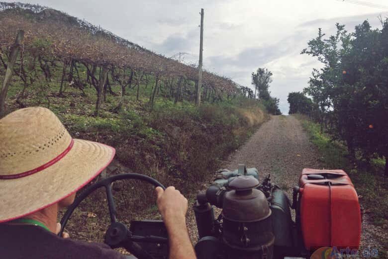 Tour Rural por Flores da Cunha: Natureza e Tradição no RS!